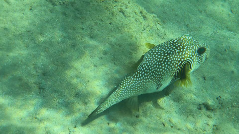 Weißflecken-Kugelfisch (Arothron hispidos)
