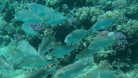  Blaustreifen-Straßenkehrer (gymnocranius grandoculis) 