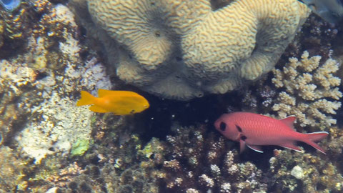 Jacobus-Soldatenfisch Myripristis jacobus Nr 138-20