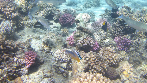 Langnasen-Lippfisch  Gomphosus varius u und Blaustreifen-Putzerlippfisch  Labroides dimidiatus oben