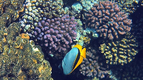 Riesen-Falterfisch (Chaetodon lineolatus) Nr 126-08   