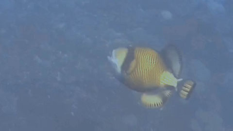 Riesen-Drückerfisch
