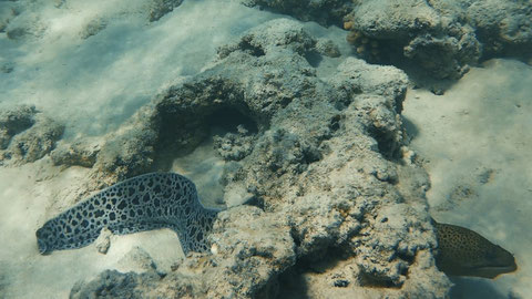 Marmormuräne (Gymnothorax undulatus)