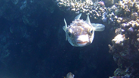 Porträt von Gelbflecken-Igelfisch Cyclichthys spilostylus BILD 2