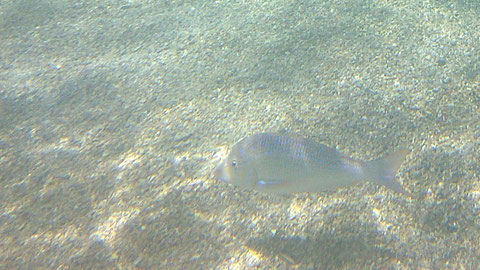 Silbergrunzer Pomadasys argenteus - https://www.meerwasser-lexikon.de/tiere/4906_Pomadasys_argenteus.htm
