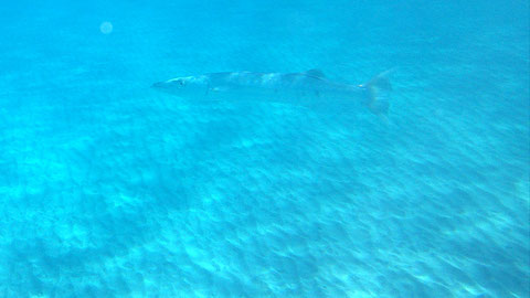 Großer Barrakuda (Sphyraena barracuda), https://de.wikipedia.org/wiki/Gro%C3%9Fer_Barrakuda