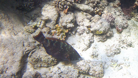 Grünscheckiger Papageifisch, Blattgrüner Papageifisch Calotomus viridescens - https://de.wikipedia.org/wiki/Calotomus#Lebensraum_und_Lebensweise