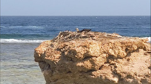 Hier brütet die Liebste von unserem Lieblingsseeadler
