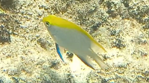 juveniler Schwarzer Riffbarsch (Neoglyphidodon melas) Nr 124-06