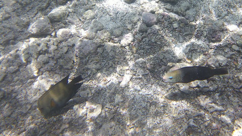 Kugelkopf-Papageifisch rechts Chlorurus sordidus - https://www.meerwasser-lexikon.de/tiere/2875_Chlorurus_sordidus.htm
