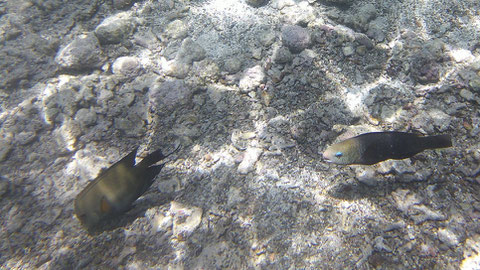 Kugelkopf-Papageifisch (rechts, BILD 2) Chlorurus sordidus  - https://www.meerwasser-lexikon.de/tiere/2875_Chlorurus_sordidus.htm