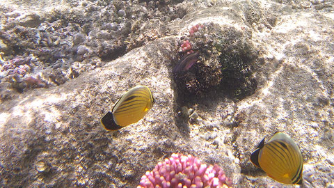 Rotmeer Rippen Falterfische Chaetodon austriacus - https://de.wikipedia.org/wiki/Rotmeer-Rippen-Falterfisch