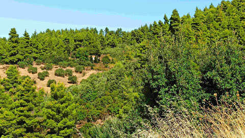 Blick auf die Kapelle Ekklisia Agios Athanasius (1)