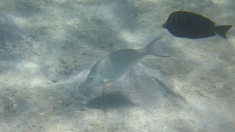 Indische Langnase (vorn), auch Langnasen Papageifisch  Hipposcarus harid - https://www.meerwasser-lexikon.de/tiere/2868_Hipposcarus_harid.htm 