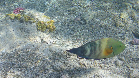 Besenschwanz-Prachtlippfisch (Cheilinus lunulatus) - https://de.wikipedia.org/wiki/Besenschwanz-Prachtlippfisch