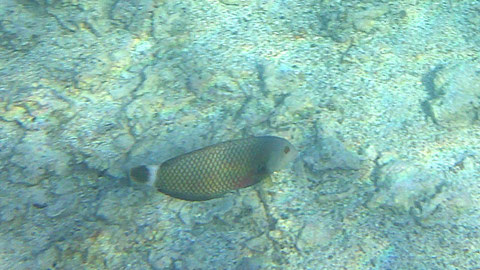 Meißelzahn Lippfisch  Pseudodax moluccanus  - https://de.wikipedia.org/wiki/Mei%C3%9Felzahn-Lippfisch