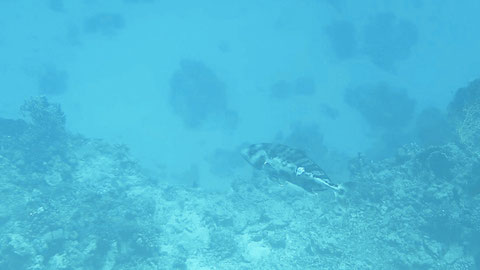 Marmor-Zackenbarsch (Epinephelus polyphekadion)