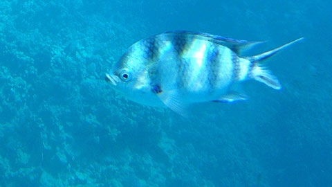 Indo-Pazifischer Feldwebelfisch, Scherenschwanz-Sergeant (Abudefduf sexfasciatus), https://www.meerwasser-lexikon.de/tiere/1255_Abudefduf_vaigiensis.htm