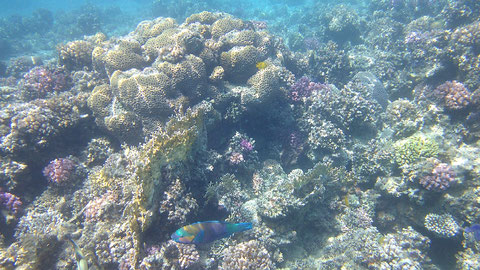 Überall wunderschöne Korallen. Vorne ein Kugelkopf-Papageifisch Chlorurus sordidus