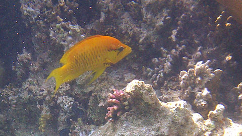 Stülpmaul Lippfisch Epibulus insidiator - https://www.meerwasser-lexikon.de/tiere/1468_Epibulus_insidiator.htm