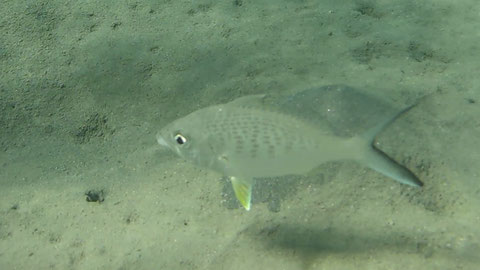 Langschwanz-Silberling (Gerres longirostris), Nr 116-14  https://www.meerwasser-lexikon.de/tiere/3064_Gerres_longirostris.htm