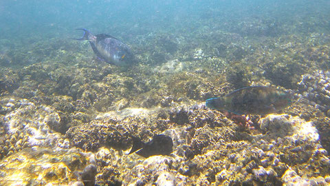 Kugelkopf Papageienfisch Chlorurus sordidus - https://www.meerwasser-lexikon.de/tiere/2875_Chlorurus_sordidus.htm