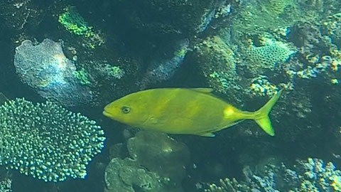 Orangenfleck-Stachelmakrele o Goldkörper-Stachelmakrele o Zitronen-Stachelmakrele Carangoides bajad Nr 144-26 