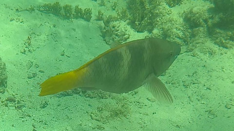 Rostpapageifisch, Rostkopf-Papageifisch Scarus ferrugineus  Nr 122-04