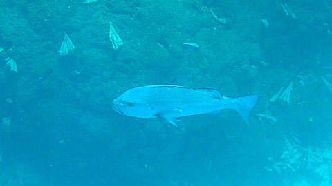 Doppelfleck-Schnapper, auch Doppel-Schnapper Lutjanus bohar - https://www.meerwasser-lexikon.de/tiere/3461_Lutjanus_bohar.htm