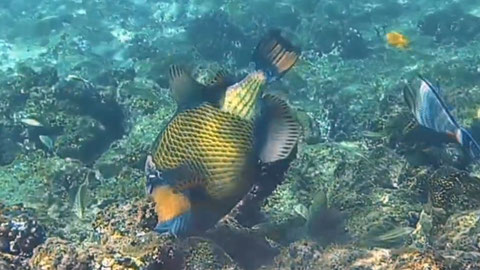 Riesen-Drückerfisch