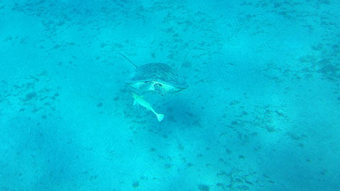 Gemeiner Schiffshalter Remora remora , https://de.wikipedia.org/wiki/Schiffshalter