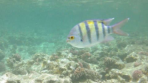 Indo-Pacific Sergeant (Abudefduf vaigiensis) - https://www.meerwasser-lexikon.de/tiere/1255_Abudefduf_vaigiensis.htm