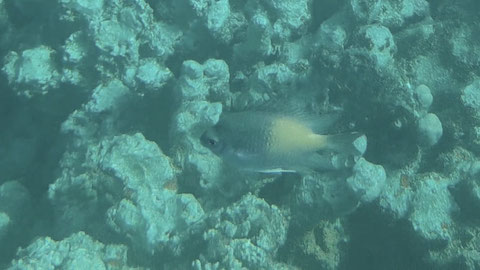 Gelbseiten-Riffbarsch (Amblyglyphidodon flavilatus) https://www.meerwasser-lexikon.de/tiere/125_Amblyglyphidodon_flavilatus.htm