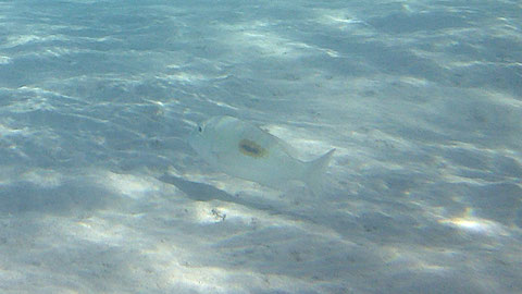 Schwarzfleck-Straßenkehrer -Lethrinus harak - https://www.meerwasser-lexikon.de/tiere/2776_Lethrinus_harak.htm