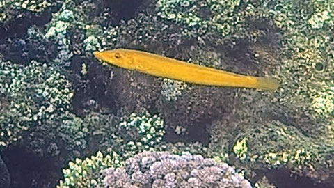 Zigarren-Lippfisch (Cheilio inermis) Nr 141-23