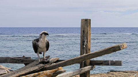 Unser Adler mit Beute