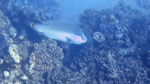Napoleon-Lippfisch (Crassilabrus undulatus) Nr 155-26-8