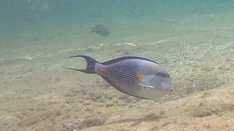 Sohal-Doktorfisch auch Arabische Doktorfisch (Acanthurus sohal)  - https://de.wikipedia.org/wiki/Arabischer_Doktorfisch