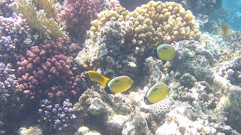 Rotmeer-Rippen-Falterfisch (Chaetodon austriacus), auch Rotmeer Rippelstreifen Falterfisch oder Polypen-Falterfisch - https://de.wikipedia.org/wiki/Rotmeer-Rippen-Falterfisch