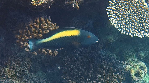 Masken-Papageifisch (Cetoscarus bicolor) IP Weibchen