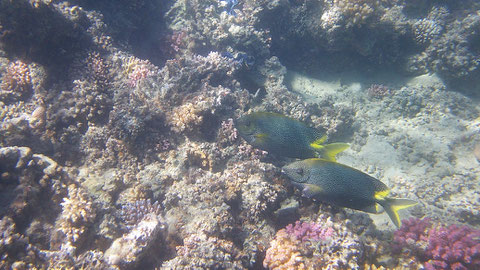 Tüpfel- (Braunpunkt- Sternpunkt-) Kaninchenfisch Siganus stellatus, https://en.wikipedia.org/wiki/Siganus_stellatus