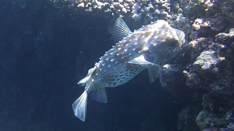 Gelbflecken-Igelfisch Cyclichthys spilostylus BILD 1 - https://de.wikipedia.org/wiki/Gelbflecken-Igelfisch