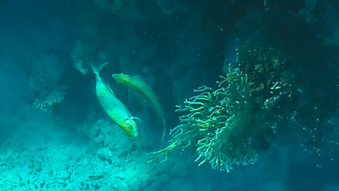 Schwarztupfen-Süßlippe (Plectorhinchus gaterinus) 
