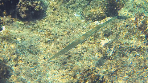 Flötenfisch