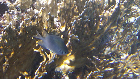 Schwalbenschwanz-Riffbarsch (Stachel-Riffbarsch) (Brutpflegender Riffbarsch) Acanthochromis polyacanthus