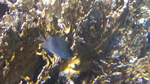 Schwalbenschwanz-Riffbarsch (Stachel-Riffbarsch) (Brutpflegender Riffbarsch) Acanthochromis polyacanthus,  https://de.wikipedia.org/wiki/Schwalbenschwanz-Riffbarsch