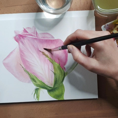 Rosen mit Aquarellfarben malen, wie malt man eine Rose, Tipps für Rosenaquarell, Blumenaquarell, botanische Illustration, Rose malen, Malkurs, online Malen lernen, wie mischt man Rosa