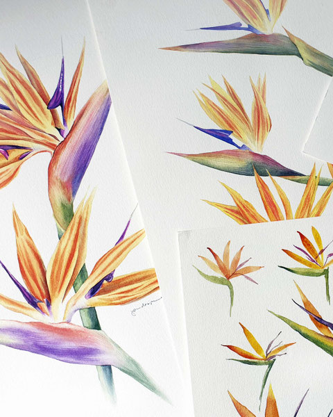 Stelitzien, Aquarell, botanical watercolor workshop, Malkurs, Malen lernen, botanisches Aquarell, Blumen malen, wie malt man Blumen, Farben mischen, Farbkreis, Farbtheorie, Blumenaquarell, tropische Blumen malen, Bird of paradise flower, online malkurs