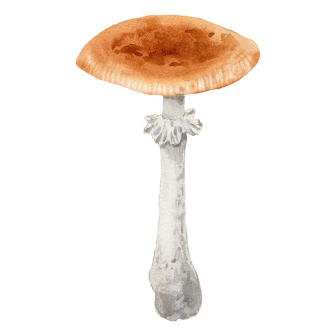 Herbst Aquarell, Blätter malen, Pilze mit Aquarellfarben malen, Wald Aquarell, Eicheln malen, Fliegenpilz malen, Natur mit Aquarellfarben, wie malt man mit Aquarellfarben, kostenloser Malkurs Aquarell, Illustration Berlin, Food Illustration Berlin