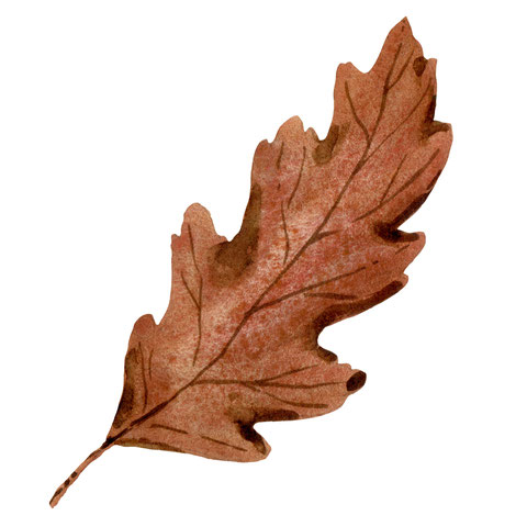 Herbst Aquarell, Blätter malen, Pilze mit Aquarellfarben malen, Wald Aquarell, Eicheln malen, Fliegenpilz malen, Natur mit Aquarellfarben, wie malt man mit Aquarellfarben, kostenloser Malkurs Aquarell, Illustration Berlin, Food Illustration Berlin